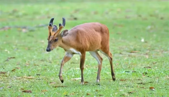 Theo tìm hiểu, mang là một dạng hươu, nai thuộc chi Muntiacus. Mang có lẽ là loại hươu cổ nhất được biết đến.