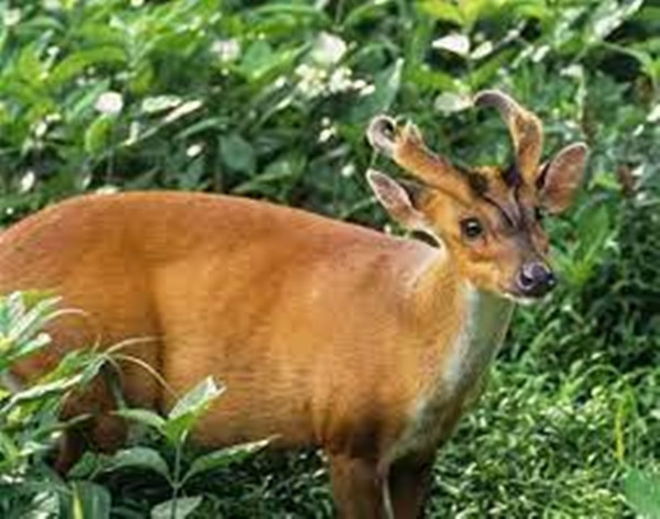 Đa số mọi người đều cảm thấy vô cùng lạ lẫm với loài động vật này. Một số người bình luận: "Trông giống một con kỳ lân trong truyền thuyết", "Đầu rồng thân hươu, đúng là chẳng khác gì mấy hình vẽ thần thú", "Thoạt nhìn trông giống như một con hươu nhưng sừng trên đầu lại giống rồng"...