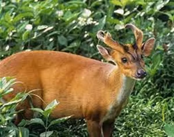 Đa số mọi người đều cảm thấy vô cùng lạ lẫm với loài động vật này. Một số người bình luận: "Trông giống một con kỳ lân trong truyền thuyết", "Đầu rồng thân hươu, đúng là chẳng khác gì mấy hình vẽ thần thú", "Thoạt nhìn trông giống như một con hươu nhưng sừng trên đầu lại giống rồng"...