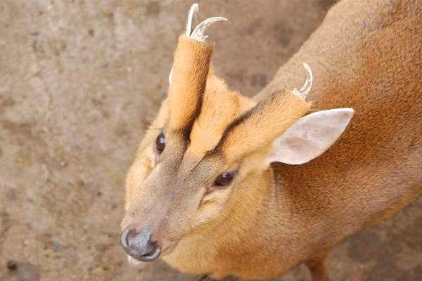 Kết quả giám định phát hiện ra rằng sinh vật bí ẩn này thực sự là một loài động vật bảo tồn cấp quốc gia, được gọi là mang. Giám định xong, con vật đã được cảnh sát bàn giao cho bộ phận liên quan để xử lý.