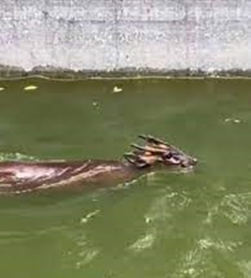 Theo những người dân phát hiện ra con vật này, nó liên tục sủa như loài chó, trông rất kỳ dị. Ngay sau khi phát hiện, họ báo cảnh sát để nhờ xử lý.