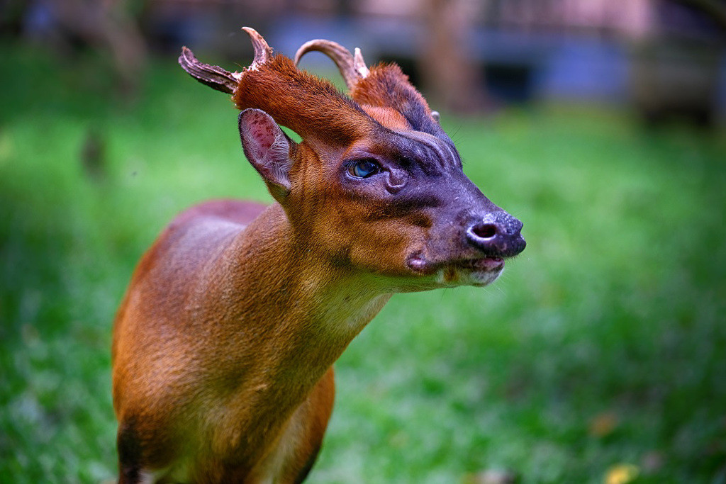 Trong lúc ra ngoài thể dục, người dân ở Tứ Xuyên, Trung Quốc, phát hiện một con vật dáng hình hệt như thần thú vì có đầu rồng, thân hươu trong một bể chứa nước.