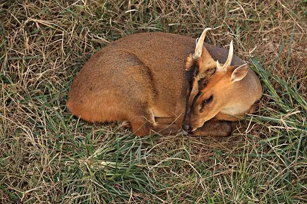 Mang hiện là loại động vật được chú ý trong nghiên cứu về sự tiến hóa do các biến thể lớn trong bộ nhiễm sắc thể của chúng cũng như những phát hiện về các loài mới trong thời gian gần đây.
