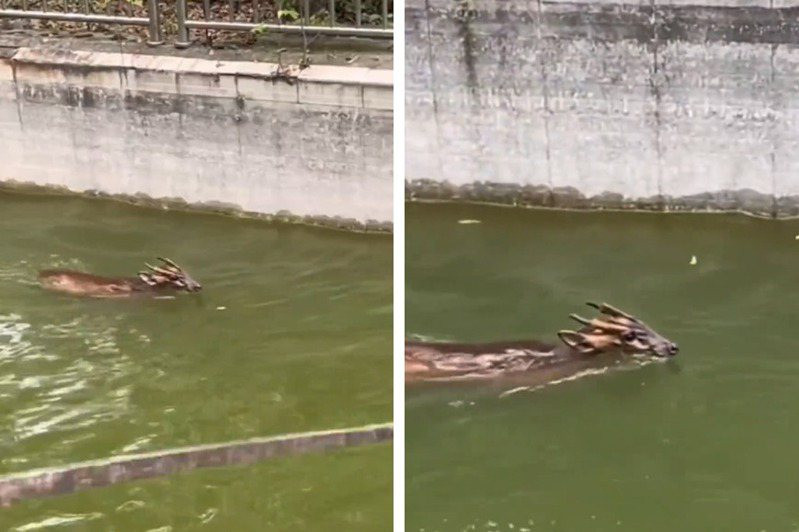 Khi cảnh sát đến nơi, họ cũng chưa thể xác định đây là loài vật gì vì hình dáng quá lạ lùng. Phải mất rất nhiều công sức, cảnh sát mới giải cứu được con vật vì nó quá linh hoạt và nhanh nhẹn.