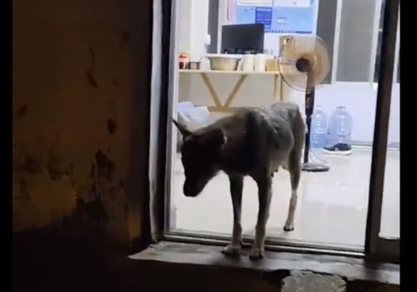 Đây là trận động đất lớn nhất ở địa phương này trong 10 năm qua. Trước khi xảy ra vụ việc, anh Vương, một chủ cửa hàng, đang ngủ thì nghe thấy tiếng động của chó hoang, nó sủa, cào cửa rất gấp gáp.