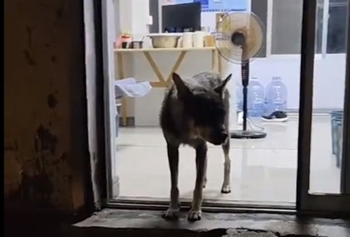 Lo lắng, anh bật dậy, không ngờ 10 phút sau lại có động đất. Hoá ra, chú chó hoang này đã gọi anh dậy để thoát hiểm.