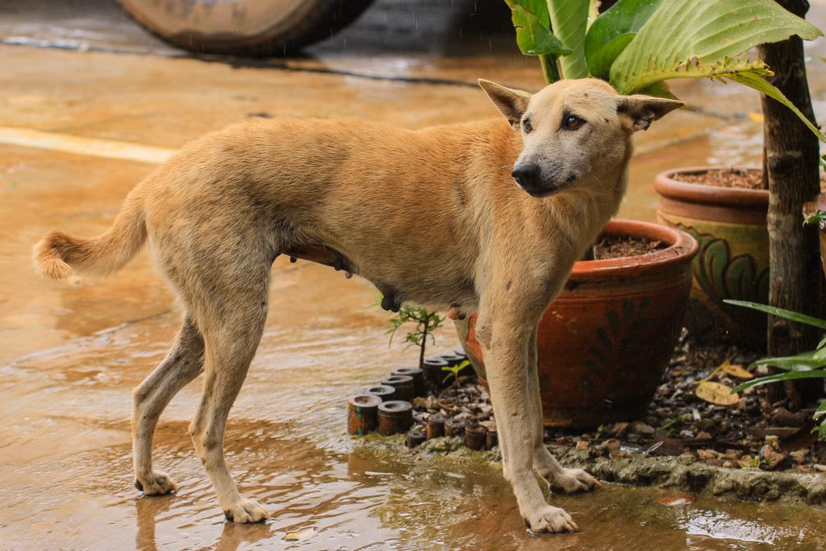 Không ngờ 10 phút sau, địa phương xảy ra động đất, khiến ông chủ họ Vương vô cùng ngạc nhiên, cũng cảm thấy rất biết ơn chú chó.