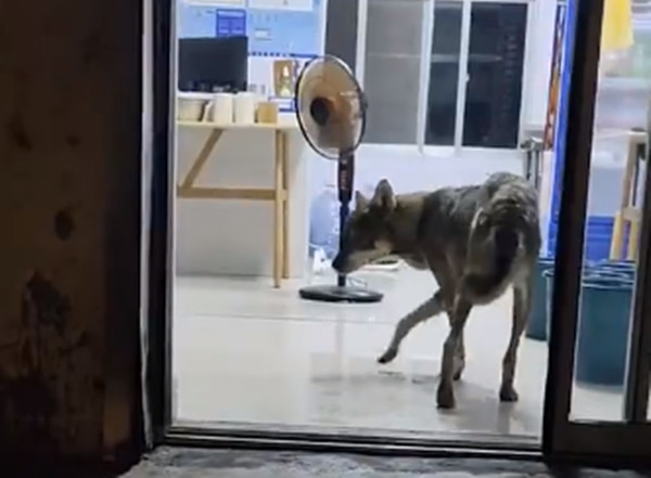 Tuy nhiên, không giống như những nơi khác đánh đuổi chú chó, anh Vương không những không đuổi, còn chuẩn bị thức ăn cho nó.