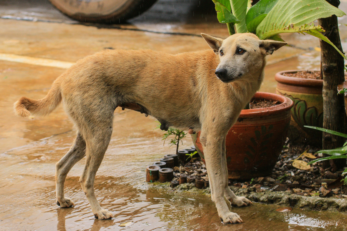 Không ngờ 10 phút sau, địa phương xảy ra động đất, khiến ông chủ họ Vương vô cùng ngạc nhiên, cũng cảm thấy rất biết ơn chú chó.