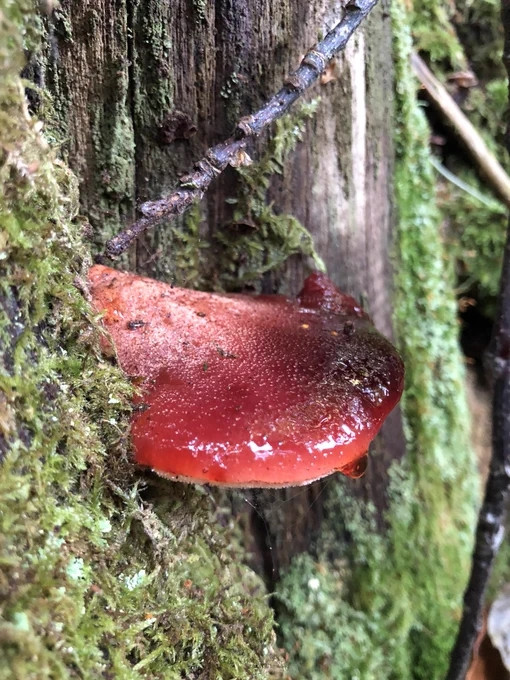 Nấm lưỡi bò được cho là có tác dụng tốt cho gan và dạ dày. Tuy nhiên, không có nhiều nghiên cứu khoa học cụ thể về tác dụng y học của loại nấm này.