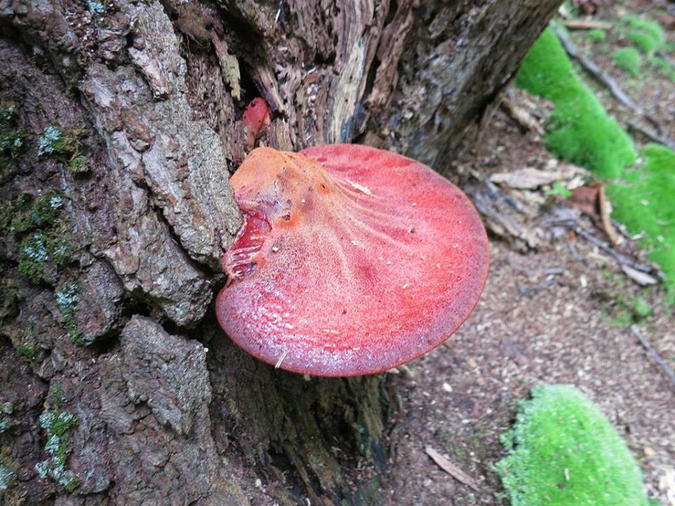 Nấm lưỡi bò thường mọc trên thân cây gỗ, đặc biệt là trên các loài cây sồi, gỗ hương và gỗ thông. Loại nấm này thường xuất hiện trong mùa thu đến mùa đông.