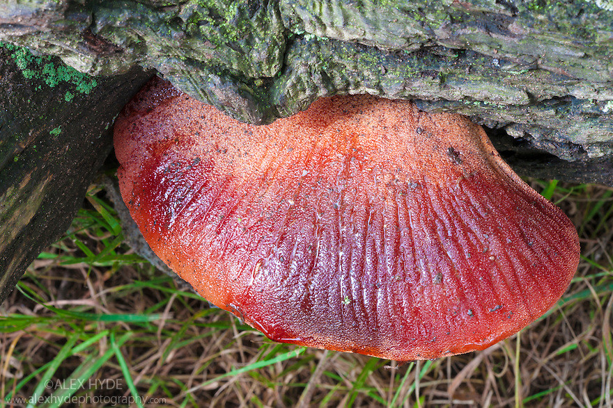 Lưu ý rằng, việc sưu tầm và chế biến, tiêu thụ nấm hoang dã cần phải thận trọng. Việc nhầm lẫn với các loại nấm độc có thể gây nguy hiểm cho sức khỏe.