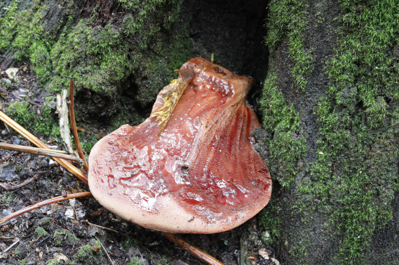 Nấm lưỡi bò thường được tìm thấy ở Anh và một số vùng châu Âu, nhưng cũng có thể xuất hiện ở Bắc Mỹ, Úc, Bắc Phi và Nam Phi.