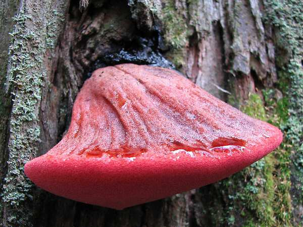 Theo tìm hiểu, nấm lưỡi bò có tên khoa học là Fistulina hepatica, là một loại nấm khung bất thường được phân loại trong Agaricales.