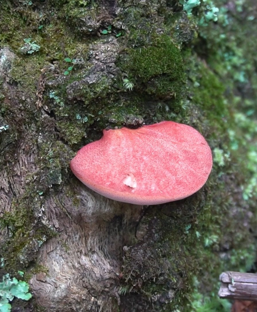 Thịt của nấm có cấu trúc sệt, giòn, có vị chua đặc biệt và mùi thơm. Để ăn thì phải thu hái khi còn non, thịt nấm khi hái muộn thể dai và cần nấu lâu.