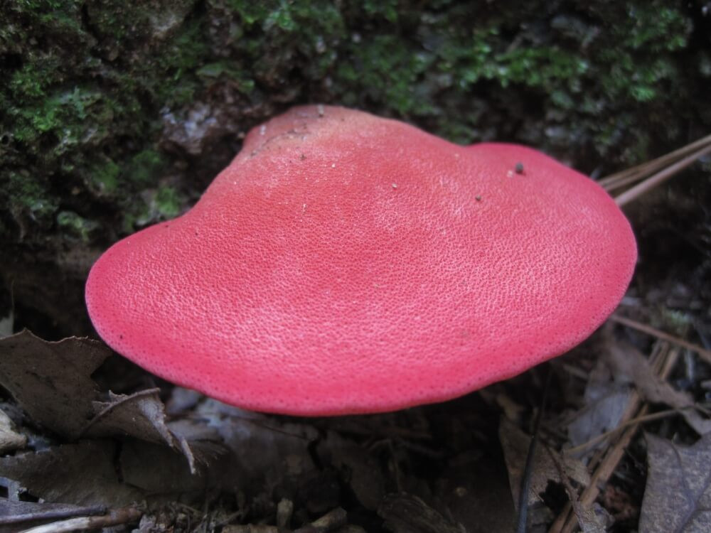 Chính vì thế, nó mới được mệnh danh là bít tết của người nghèo. Tuy vậy, một số người từng được thưởng thức món nấm này cho biết, vị của nấm lưỡi bò không hề giống thịt bò chút nào.