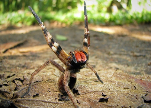 Coi thuong nhen doc nhat the gioi, nguoi dan ong tuyet vong cau cuu