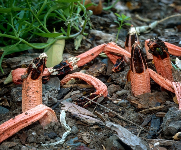 Cô chụp ảnh những vật thể này và đăng tải lên mạng xã hội để hỏi mọi người.