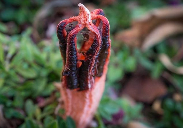 Loài nấm này thường ký sinh trên thực vật, động vật đang phân hủy, khi bào tử trưởng thành sẽ phát ra mùi khó chịu và thu hút côn trùng đến giúp lây lan, tiếp tục phát triển.