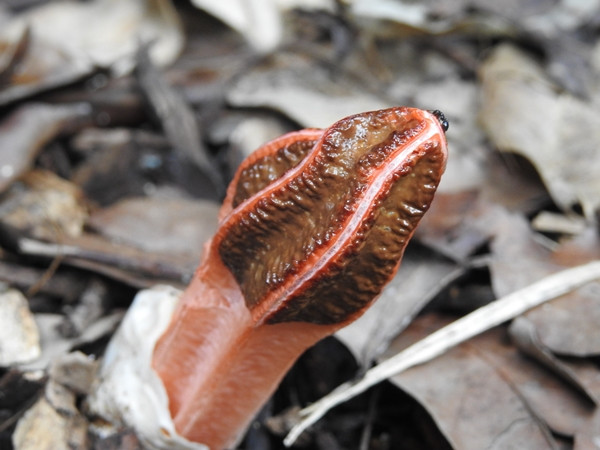 Theo sách y học cổ truyền Trung Quốc, loại nấm này cũng được sử dụng làm thuốc để chữa viêm loét.