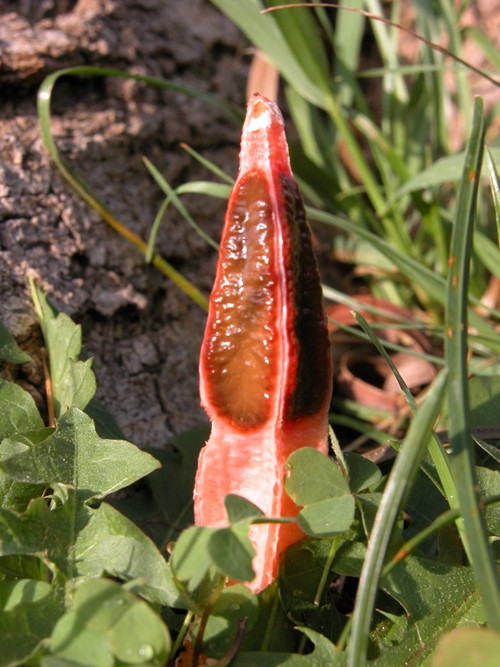 Loài nấm này cũng có thể ăn được khi còn ở giai đoạn chưa trưởng thành và được coi là món ngon ở Trung Quốc. Khi trưởng thành, mùi hôi của nó sẽ ngăn cản hầu hết mọi người muốn ăn.