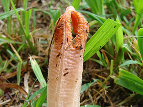 Cụ thể, theo truyền thông đưa tin, người phụ nữ ở Gladstone, bang Queensland, rất ngạc nhiên khi nhìn thấy một vật thể màu thịt đỏ hồng không xác định ở sân sau nhà mình.