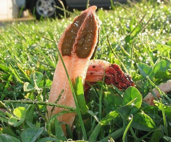 Rất nhanh sau đó, các chuyên gia xác nhận vật thể lạ này là một loại nấm hoại sinh có tên là Lysurus mokusin, còn được gọi là nấm bạch tuộc hôi, nấm đèn lồng hôi.