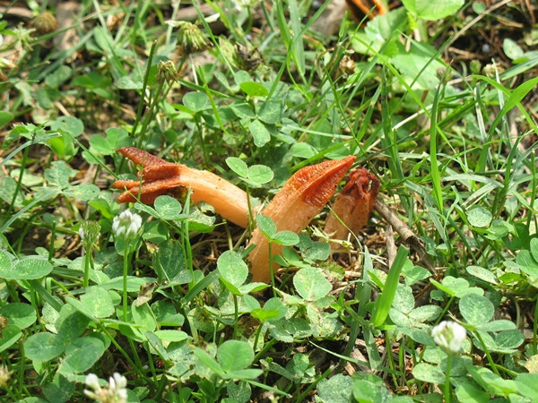 Loại nấm này có nguồn gốc từ châu Á nhưng còn được tìm thấy ở Úc, châu Âu và Bắc Mỹ.