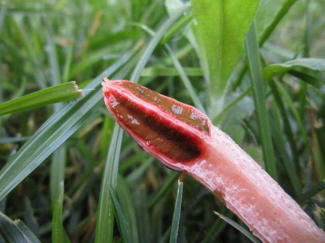 Ngoài dáng vẻ kỳ lạ, vật thể lạ này còn bốc mùi hôi thối rất nồng, khiến người phụ nữ không thể không chú ý.