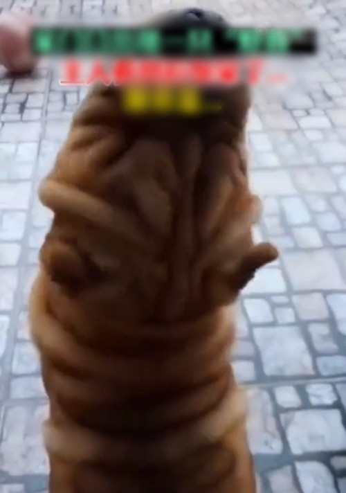 Hoá ra, lúc đó chú chó đang vươn vai, ngửa đầu để đỡ mỏi nên mới xảy ra tình huống hài hước như trên. Cộng với góc chụp, trông chú chó chẳng khác nào sinh vật kỳ quái không đầu.