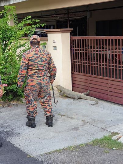 Sau khi hoảng sợ gọi đội cứu hộ, anh Hunt Han được biết đây là một con thằn lằn khổng lồ. Vì kích thước cơ thể quá lớn, khiến mọi người khó lòng tưởng tượng ra loài thằn lằn, vì thế mới gây ra sự nhầm lẫn.