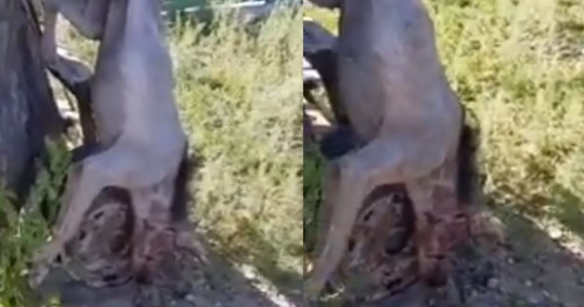 Tại một làng nhỏ Oancea ở Romania cũng xảy ra một vụ tấn công bởi một con quái thú khiến nhiều người khiếp sợ. Sinh vật bí ẩn với hình thù kỳ lạ như "ngoài hành tinh" này đã tấn công những người chăn cừu và bầy gia súc của họ.