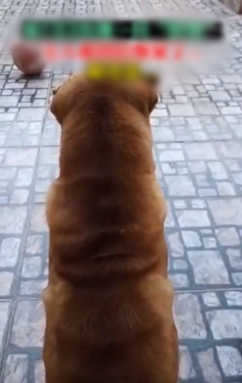 Sau khi tình huống này được đăng tải, nhiều cư dân mạng không khỏi bật cười và nói: "Thoạt nhìn tôi cứ tưởng nó là một con quái thú gì đó, tôi thực sự không nhận ra đó là một con chó cho đến khi nó cúi đầu", "Chó cũng có thể tập yoga" và "Cột sống cổ của chú chó này thật tốt!".