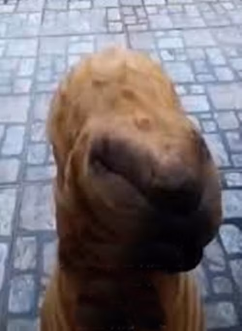 Theo người đàn ông, khi vừa nhìn thấy cảnh tượng này, toàn thân anh sợ đến cứng lại, da nổi lên gai ốc, hoàn toàn không rõ đây là sinh vật hay một loại " quái thú ngoài hành tinh" xuất hiện.