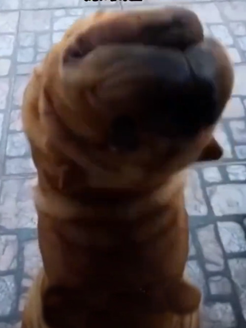 Sau khoảng vài phút, sinh vật lạ bất ngờ di chuyển đi chỗ khác, khiến người đàn ông mới nhận ra đó không phải là quái thú gì cả mà chính là chú chó cưng của mình.