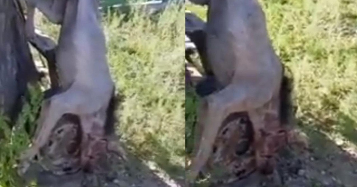 Tại một làng nhỏ Oancea ở Romania cũng xảy ra một vụ tấn công bởi một con quái thú khiến nhiều người khiếp sợ. Sinh vật bí ẩn với hình thù kỳ lạ như "ngoài hành tinh" này đã tấn công những người chăn cừu và bầy gia súc của họ.