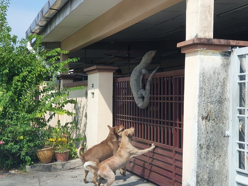 Vừa ra đến ngoài, anh Hunt Han phát hiện, bên ngoài nhà có một con "quái vật" đang trèo lên cửa sắt, ý đồ xâm nhập vào nhà. Phía dưới là hai chú chó cưng đang sủa vang, có ý định muốn kéo con quái thú xuống.