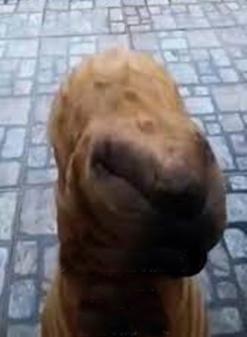 Theo người đàn ông, khi vừa nhìn thấy cảnh tượng này, toàn thân anh sợ đến cứng lại, da nổi lên gai ốc, hoàn toàn không rõ đây là sinh vật hay một loại " quái thú ngoài hành tinh" xuất hiện.