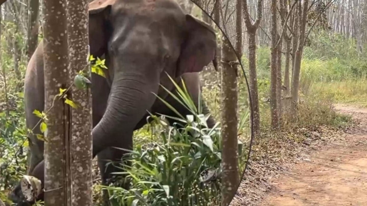 Thú vị thay, vào tháng 8 năm ngoái, cũng nhờ có sự hướng dẫn của con voi châu Á, cảnh sát đã thành công trong việc bắt giữ 5 người muốn trốn ra nước ngoài trái phép.