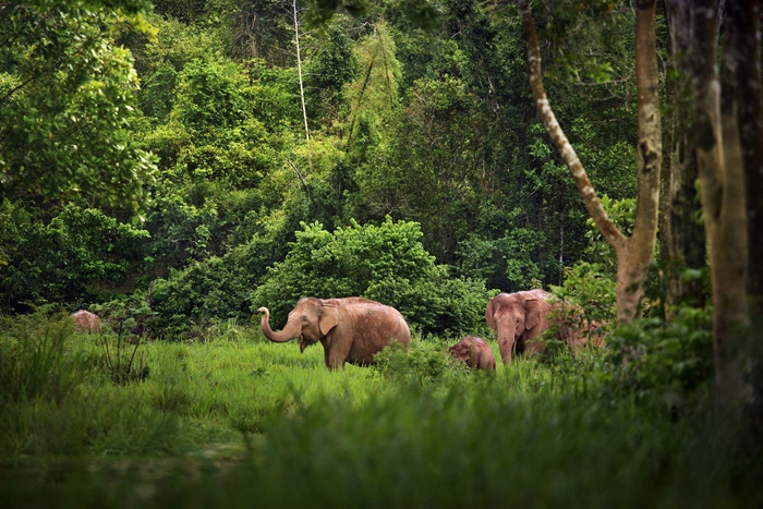 Trong số đó mối nguy hiểm nhất là "voi độc". Chúng là những con voi sống riêng lẻ và rất hiếu chiến. Khi gặp chúng, nên chạy theo đường dích dắc vì chúng có thể chạy với tốc độ lên tới 50 km/h theo đường thẳng nhưng khó xoay trở khi chạy ngoằn ngoèo.
