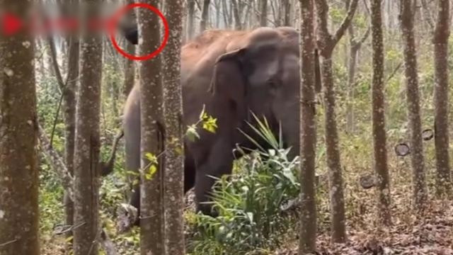 Sau khi nhận được thông tin, cảnh sát nhanh chóng tới hiện trường, sơ tán người dân, xem xét dựa trên các yếu tố địa lý, phân bố làng xã và giao thông đường sá để thực hiện kiểm soát giao thông trong khu vực voi châu Á đi qua, tránh làm con voi giật mình bởi xe cộ và hoạt động của con người.