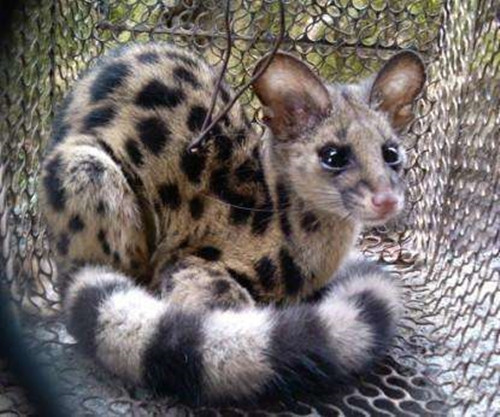 Các chuyên gia nhận định, cầy gấm tuy ngoại hình nhỏ bé nhưng vẫn rất hung dữ, khi gặp nguy hiểm có thể tấn công con người.