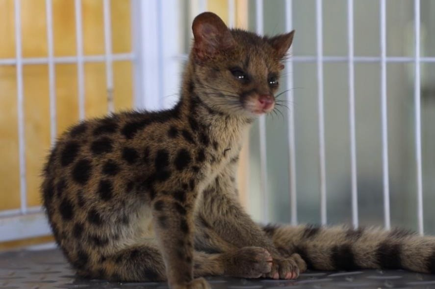 Được biết, trước đây, cầy gấm không phải là loài động vật quý hiếm, đã từng có thời điểm số lượng cầy gấm rất lớn, thường đến nhà nông dân gây rối nhưng nhờ việc cầy gấm có thể giúp nông dân bắt chuột, thậm chí còn ra đồng bắt chuột đồng, mối quan hệ giữa cầy gấm và con người dần được cải thiện.