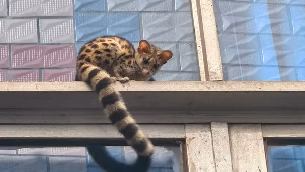 Lo lắng trước sự xuất hiện của sinh vật lạ, người nông dân vội vã đến đồn cảnh sát địa phương để được giúp đỡ.