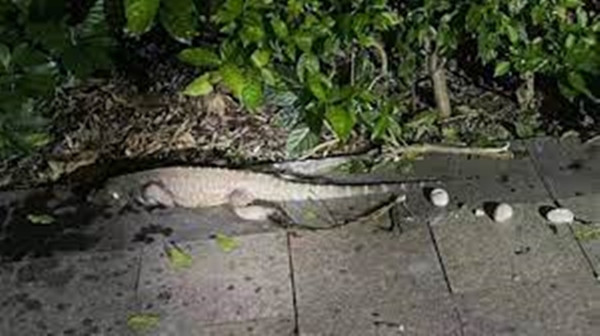 Con "cá sấu" thấy người cũng không hung dữ tấn công, có vẻ như nó vừa mới đẻ trứng và đang nằm nghỉ trên mặt đất, dáng vẻ vô cùng mệt mỏi, có 4 quả trứng nằm lăn bên cạnh.