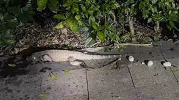 Con "cá sấu" thấy người cũng không hung dữ tấn công, có vẻ như nó vừa mới đẻ trứng và đang nằm nghỉ trên mặt đất, dáng vẻ vô cùng mệt mỏi, có 4 quả trứng nằm lăn bên cạnh.