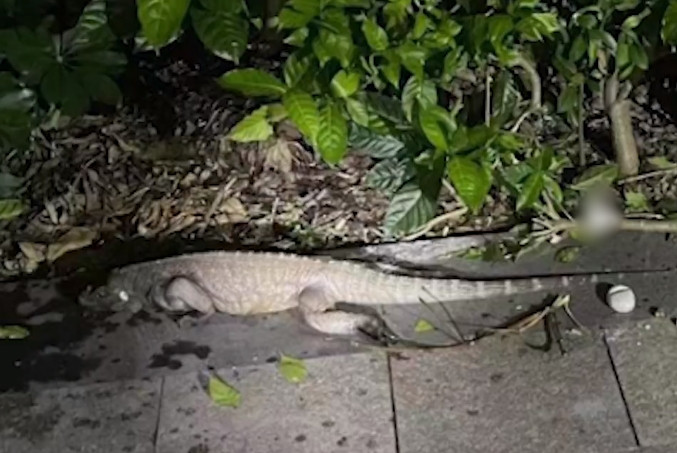 Nhân viên bảo vệ lo lắng về việc con " cá sấu" có thể làm tổn thương người khác, anh lập tức gọi cảnh sát để được giúp đỡ.