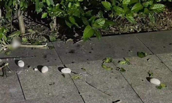 Sau khi cảnh sát đến hiện trường, họ tiến hành kiểm tra sơ bộ và thấy rằng con "cá sấu" không có vết thương rõ ràng nhưng đã rất yếu.