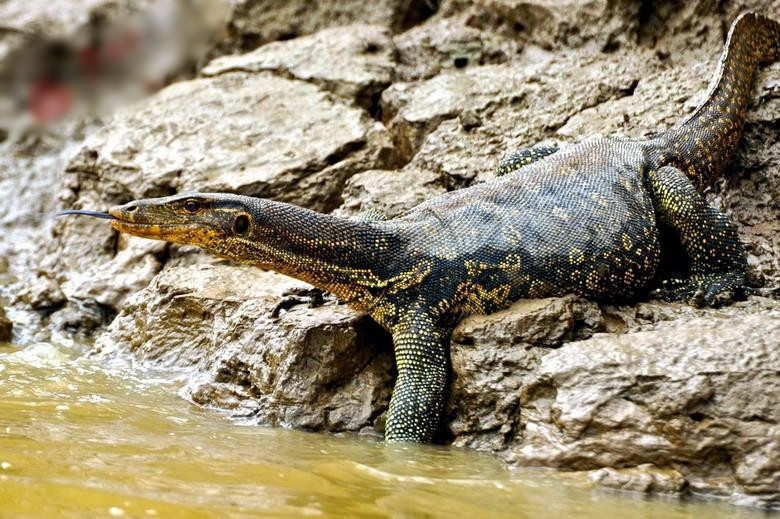 Theo thông tin đăng tải, kỳ đà hoa đầu phẳng, thân dày và đuôi khỏe. Nó chỉ đứng sau rồng Komodo trong tất cả các loài thằn lằn về kích thước.