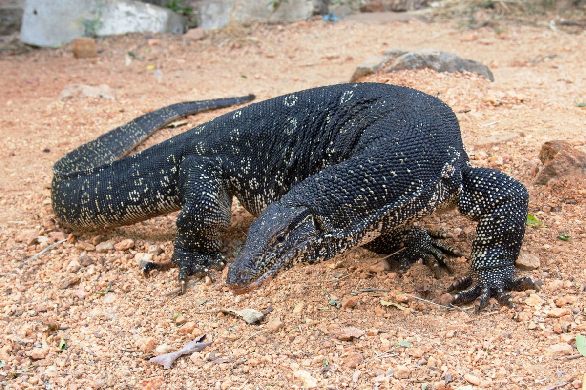 Trong quá trình kiểm tra, cảnh sát nhận thấy "con cá sấu" có vẻ ngoài đặc biệt nên đã yêu cầu các nhà động vật học xác nhận. Hóa ra, sinh vật này không phải là cá sấu mà là loài động vật hoang dã được bảo vệ trọng điểm cấp quốc gia có tên là kỳ đà hoa.